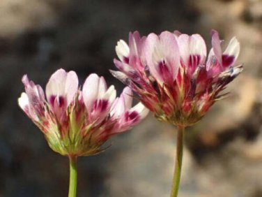 5 seed per pack Trifolium willdenovii Seaside or Tomcat Clover