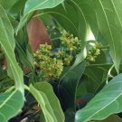 10 seed per pack Swietenia macrophylla Honduras Mahogany Sky Fruit