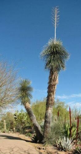 5 seed per pack Yucca elata Soaptree Soapweed