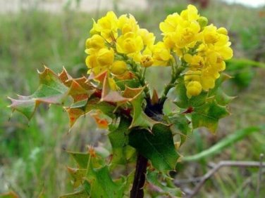 10 seed per pack Berberis pinnata Coast Barberry California barberry