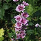 10 seed per pack Malva sylvestris 'Zebrina' French Mallow Malva