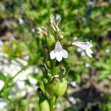 20 seed per pack Lobelia inflata Bladderpod Gagroot Indian Tobacco