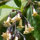 5 seed per pack Cestrum guatemalense Guatemalan Cestrum