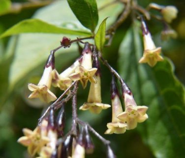 5 seed per pack Cestrum guatemalense Guatemalan Cestrum