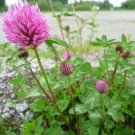 100 seed per pack Trifolium pratense Mammoth Red Clover Red Clover