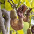 25 seed per pack Aristolochia manshuriensis Manchurian Pipevine