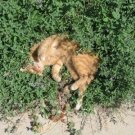 50 seed per pack Nepeta cataria Catnip Catmint Catswort