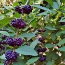 10 seed per pack Callicarpa acuminata Black or Mexican Beauty Berry