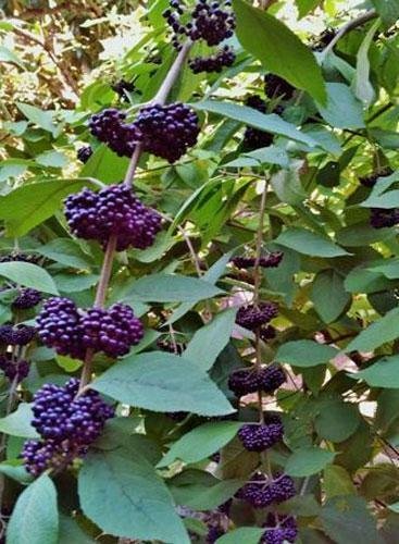 10 seed per pack Callicarpa acuminata Black or Mexican Beauty Berry