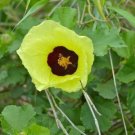 10 seed per pack Hibiscus cannabinus Yellow Flower Kenaf