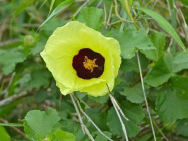 10 seed per pack Hibiscus cannabinus Yellow Flower Kenaf