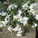 20 seed per pack Dianthus arenarius f. nanus Little Maiden