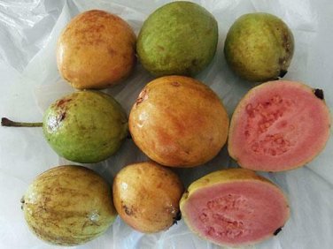 20 seed per pack Psidium guajava Apple, Lemon, or Tropical Guava