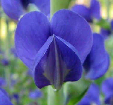 10 seed per pack Baptisia australis Blue Wild Indigo False Indigo