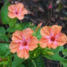 5 seed per pack Mirabilis jalapa Salmon Four O'clock