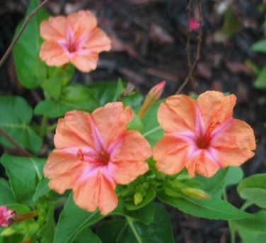 5 seed per pack Mirabilis jalapa Salmon Four O'clock