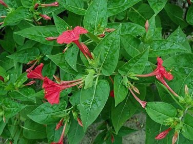 10 seed per pack Mirabilis jalapa Red Four O'clock