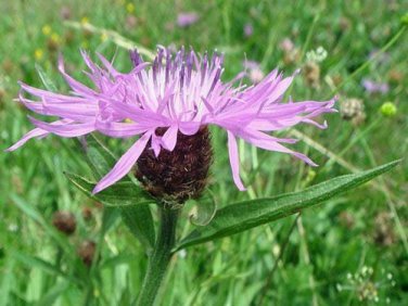10 seed per pack Centaurea nigra Black or Lesser Knapweed Hardheads