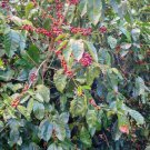 10 seed per pack Coffea arabica 'Costa Rica