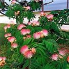 10 seed per pack Albizia julibrissin Mimosa Tree Persian Silk Tree