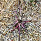 10 seed per pack Hechtia michoacana Michoacan Bromeliad