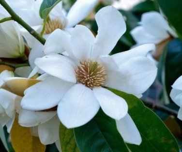 5 seed per pack Magnolia excelsa Chinese Magnolia Sweet Michelia Doltsopa