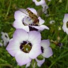 500 seed per pack Gilia tricolor Bird's Eye Gilia