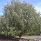 25 seed per pack Casuarina equisetifolia subsp. incana Horsetail Casuarina