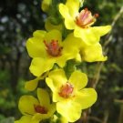 20 seed per pack Verbascum nigrum Dark or Black Mullein