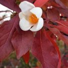 10 seed per pack Frankilinia altamaha Ben Franklin Tree Franklin Tree