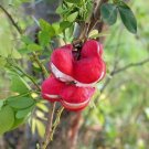 5 seed per pack Pithecellobium dulce Madras Thorn Manilla Tamarind