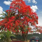 10 seed per pack Brachychiton acerifolius Flame or Lacebark Tree