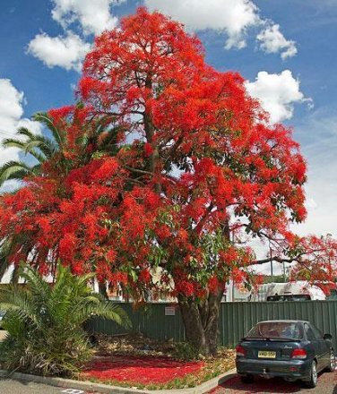 10 seed per pack Brachychiton acerifolius Flame or Lacebark Tree