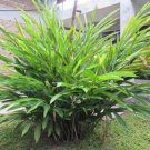 25 seed per pack Elettaria cardamomum Green or True Cardamom