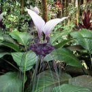 10 seed per pack Tacca integrifolia White Bat Flower