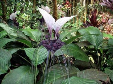 10 seed per pack Tacca integrifolia White Bat Flower