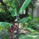 10 seed per pack Musa balbisiana Atia Black Black Thai