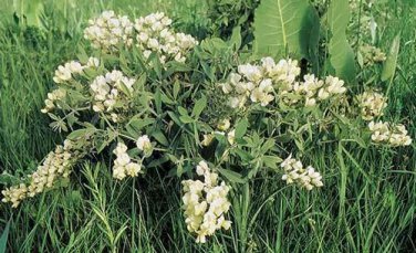 5 seed per pack Baptisia bracteata var. leucophaea Cream Wild Indigo