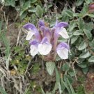 20 seed per pack Scutellaria alpina Alpine Skullcap