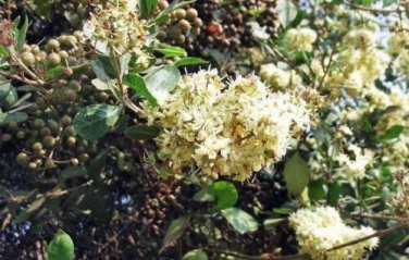 10 seed per pack Lawsonia inermis Henna Mignonette Tree Egyptian Privet