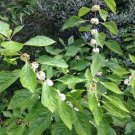 20 seed per pack Callicarpa dichotoma 'Albifructus' White Beautyberry