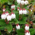 10 seed per pack Gaultheria procumbens American Wintergreen Eastern Teaberry