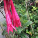 10 seed per pack Fuchsia mathewsii Lady's Eardrops
