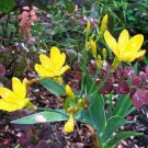 10 seed per pack Iris domestica Hello Yellow Blackberry Lily
