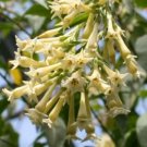 10 seed per pack Cestrum parqui Palqui Green Cestrum Willow-leaved Jessamine