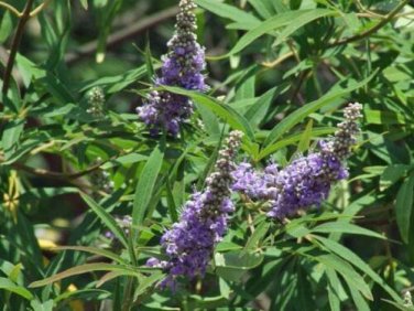 20 seed per pack Vitex agnus-castus Chaste Tree Monk's Pepper 'Alba'