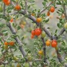 150 seed per pack Lycium andersonii Anderson's Boxthorn or Desert Thorn Squawberry