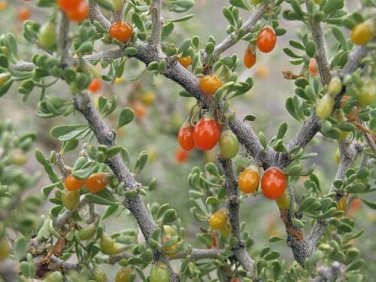 150 seed per pack Lycium andersonii Anderson's Boxthorn or Desert Thorn Squawberry