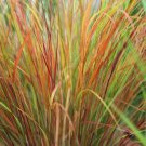 5 seed per pack Anemanthele lessoniana Sirocco Pheasant's Tail Hair Grass