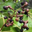 10 seed per pack Hovenia dulcis Honey Tree Japanese or Oriental Raisin Tree